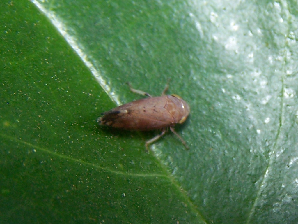 Cicadellidae: Synophropsis lauri