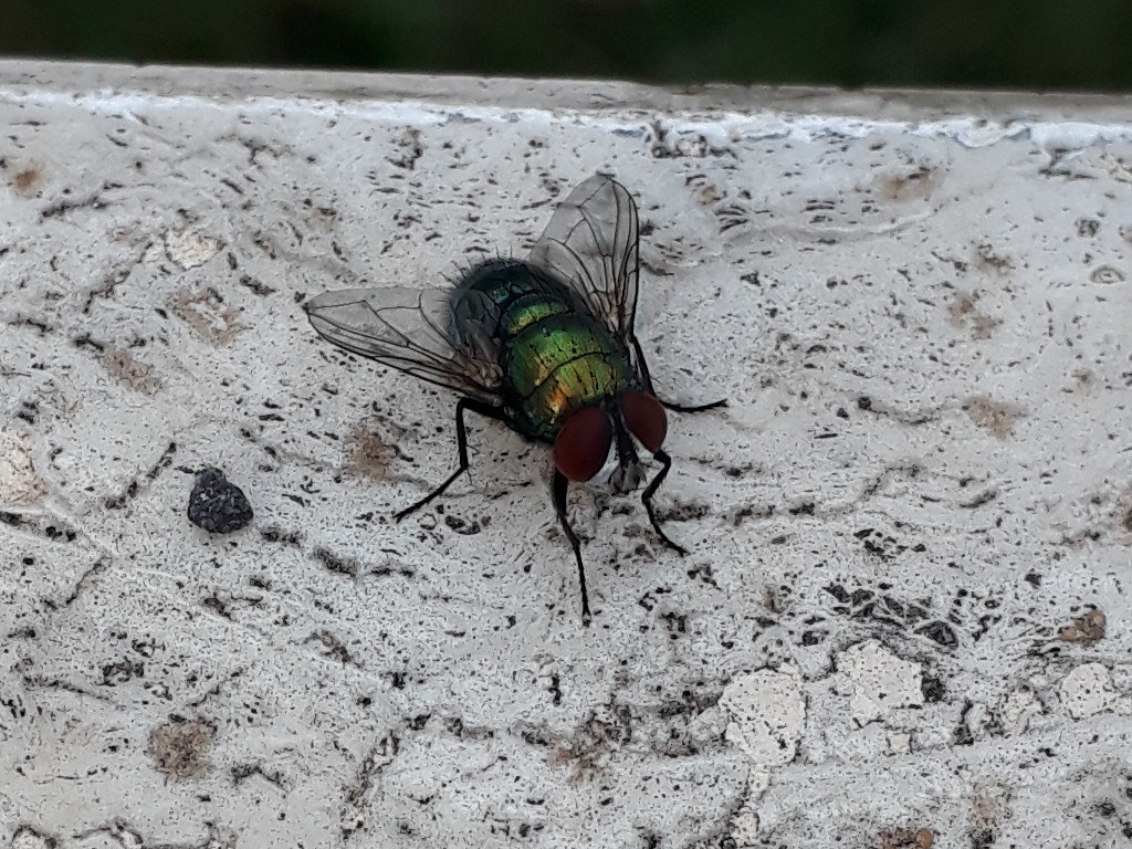 Mosca verde: Lucilia sericata (Calliphoridae), maschio