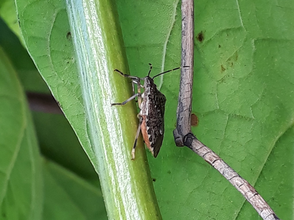cimici su catalpa: neanidi e adulti di Halyomorpha halys (Pentatomidae)