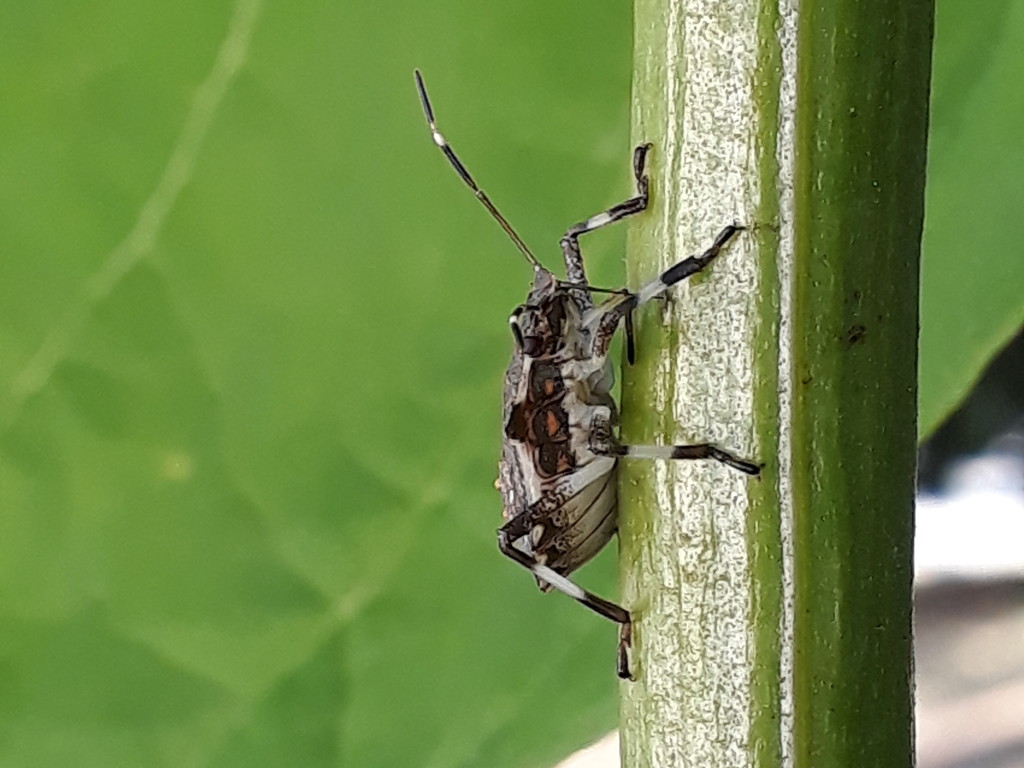 cimici su catalpa: neanidi e adulti di Halyomorpha halys (Pentatomidae)