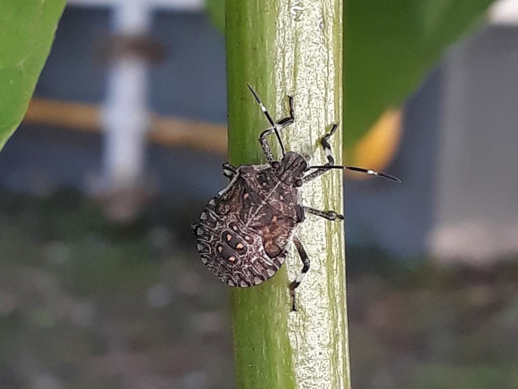 cimici su catalpa: neanidi e adulti di Halyomorpha halys (Pentatomidae)