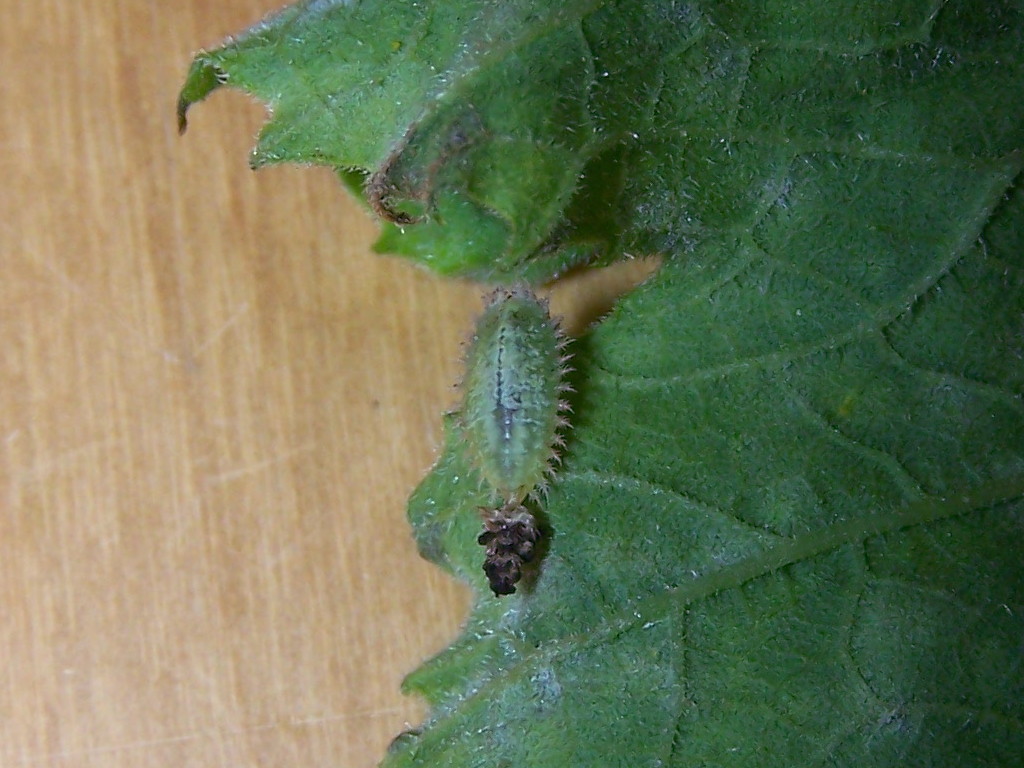 larva 