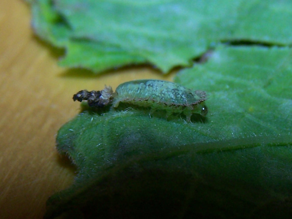 larva 