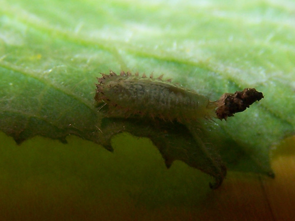 larva 