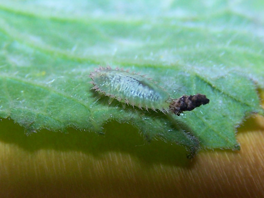 larva 