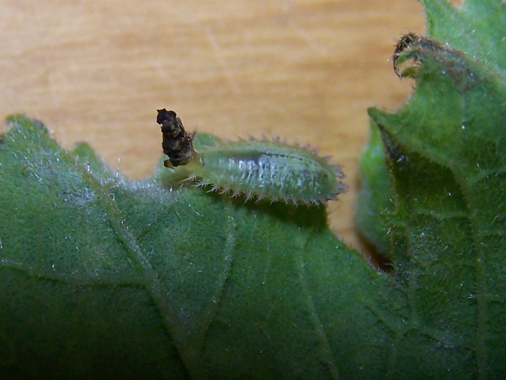 larva 