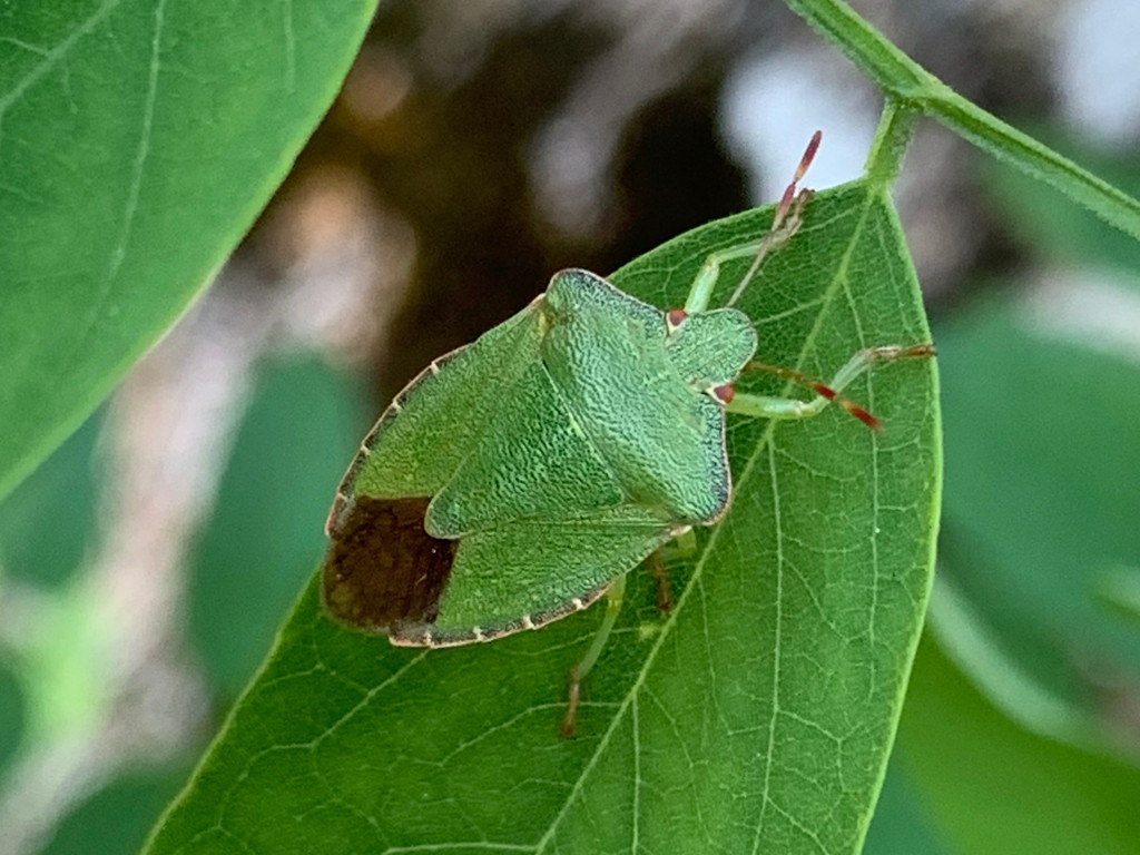 Pentatomidae dagli occhi rossi: Palomena prasina?