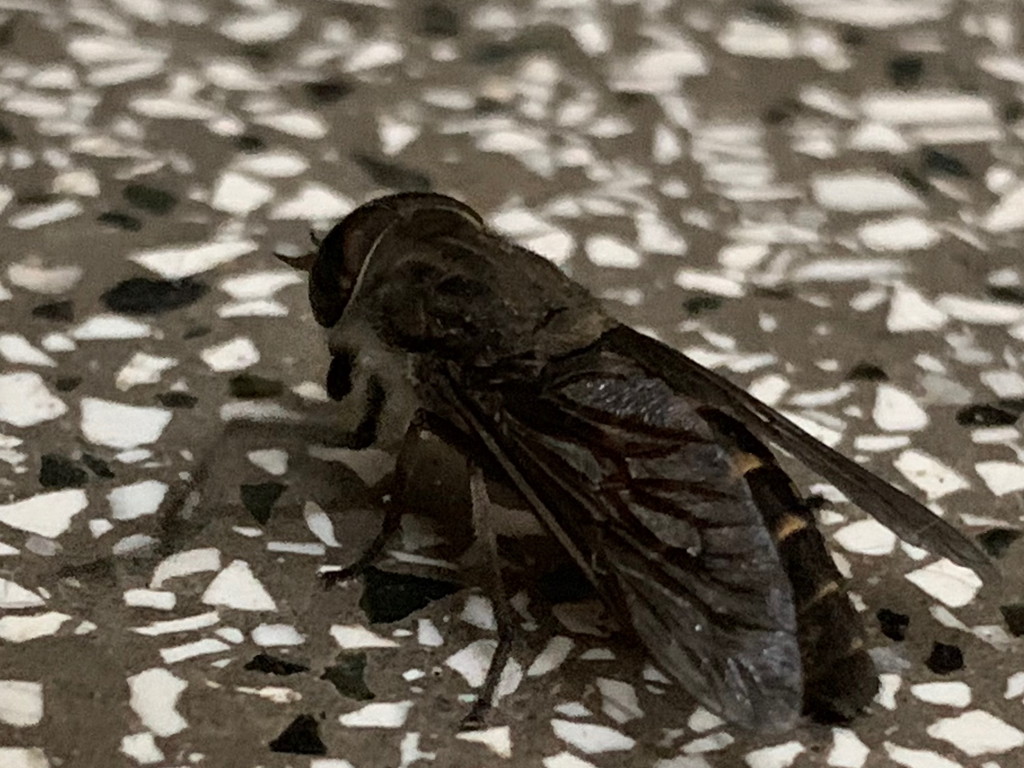 Tabanus bovinus?