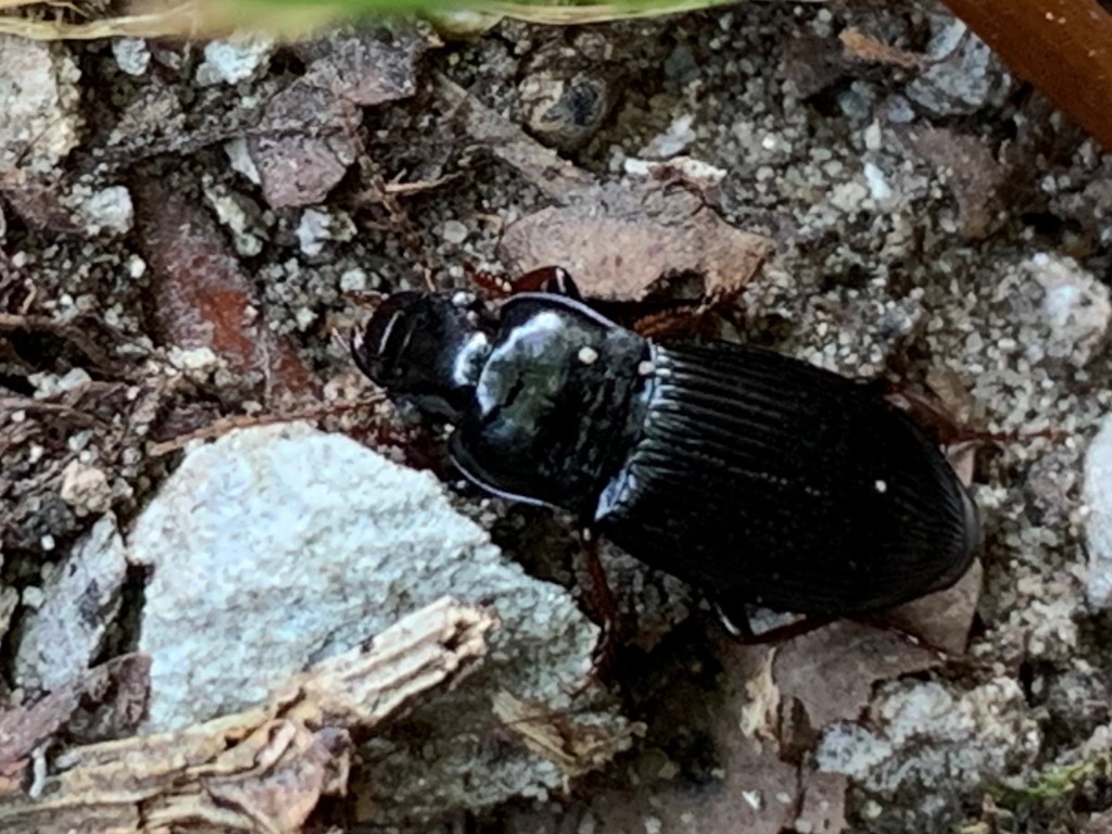 Carabidae: Harpalus atratus