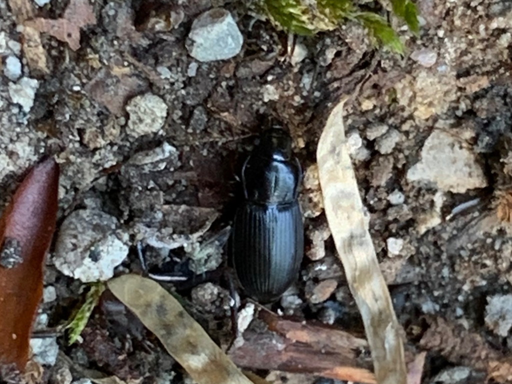 Carabidae 2