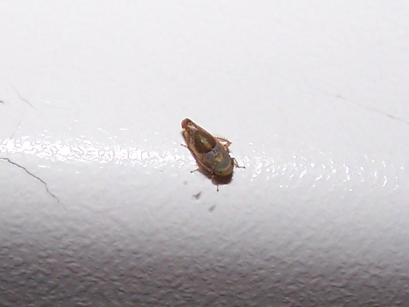 cicadella in casa:  Hishimonus hamatus