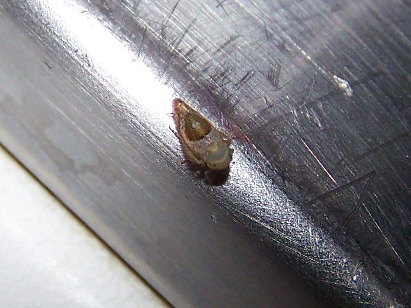 cicadella in casa:  Hishimonus hamatus