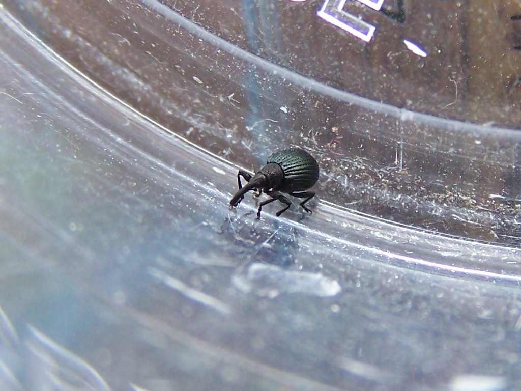 Apionidae: Holotrichapion pisi