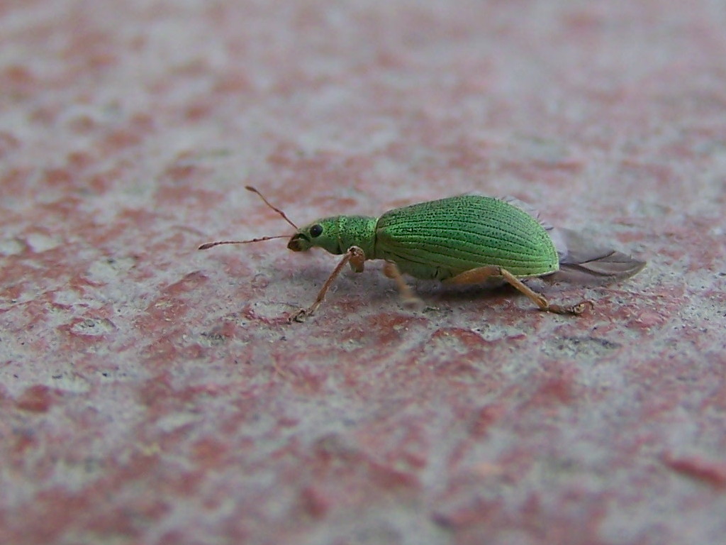 Curculionidae verde: Polydrusus sp.