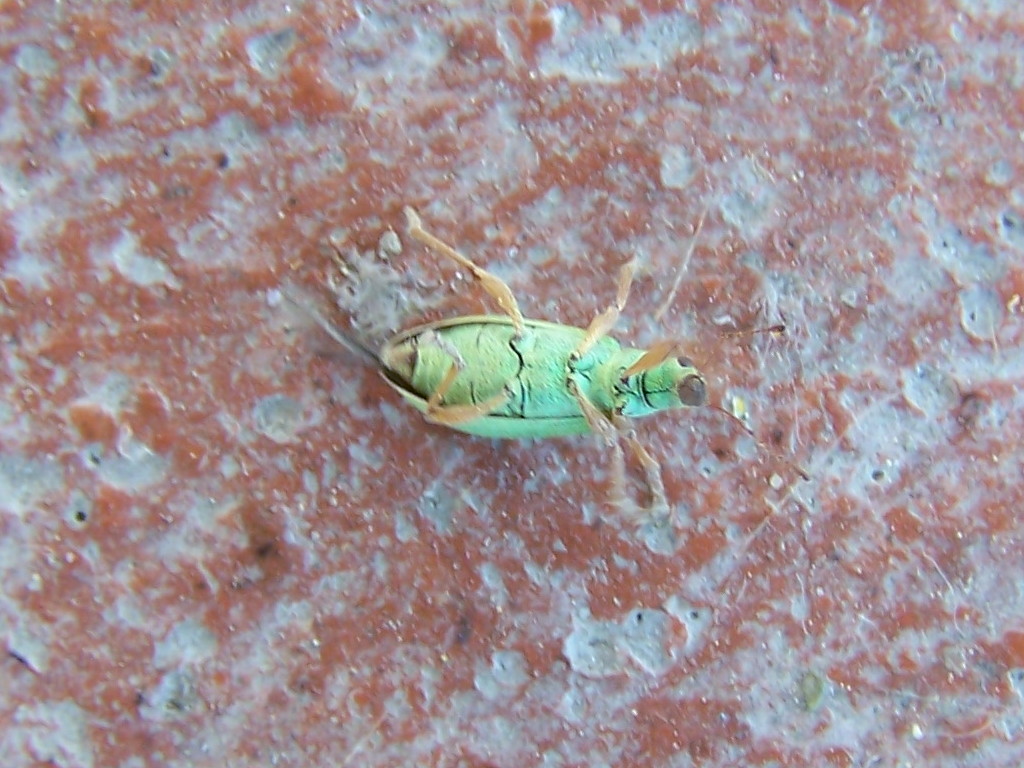 Curculionidae verde: Polydrusus sp.