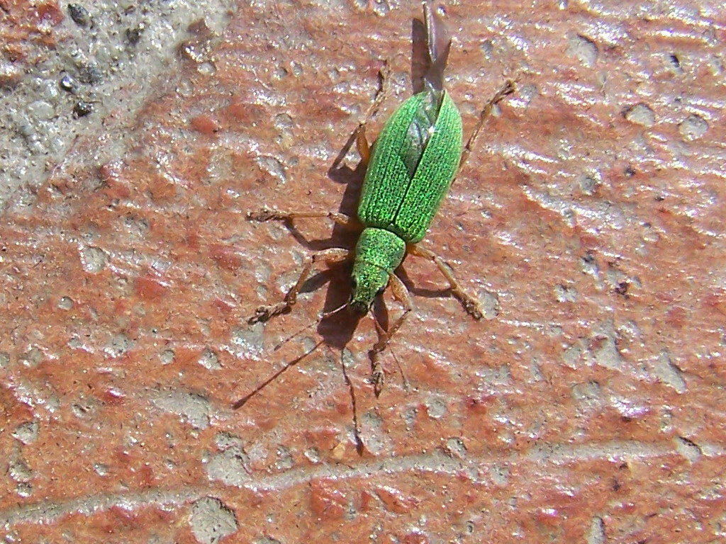 Curculionidae verde: Polydrusus sp.