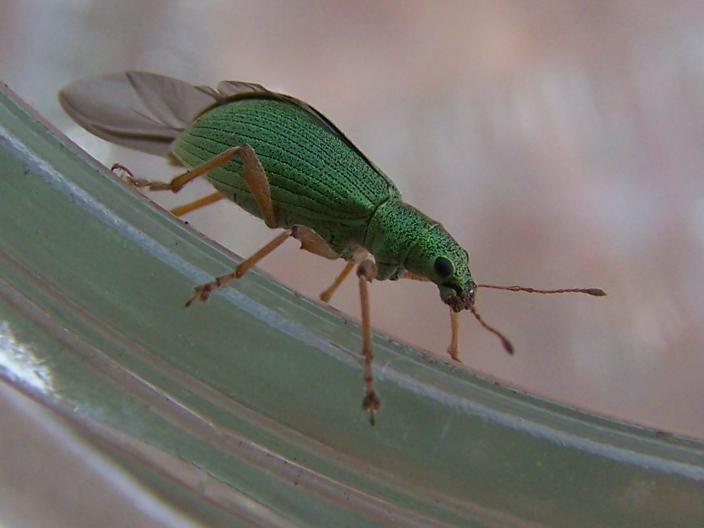 Curculionidae verde: Polydrusus sp.