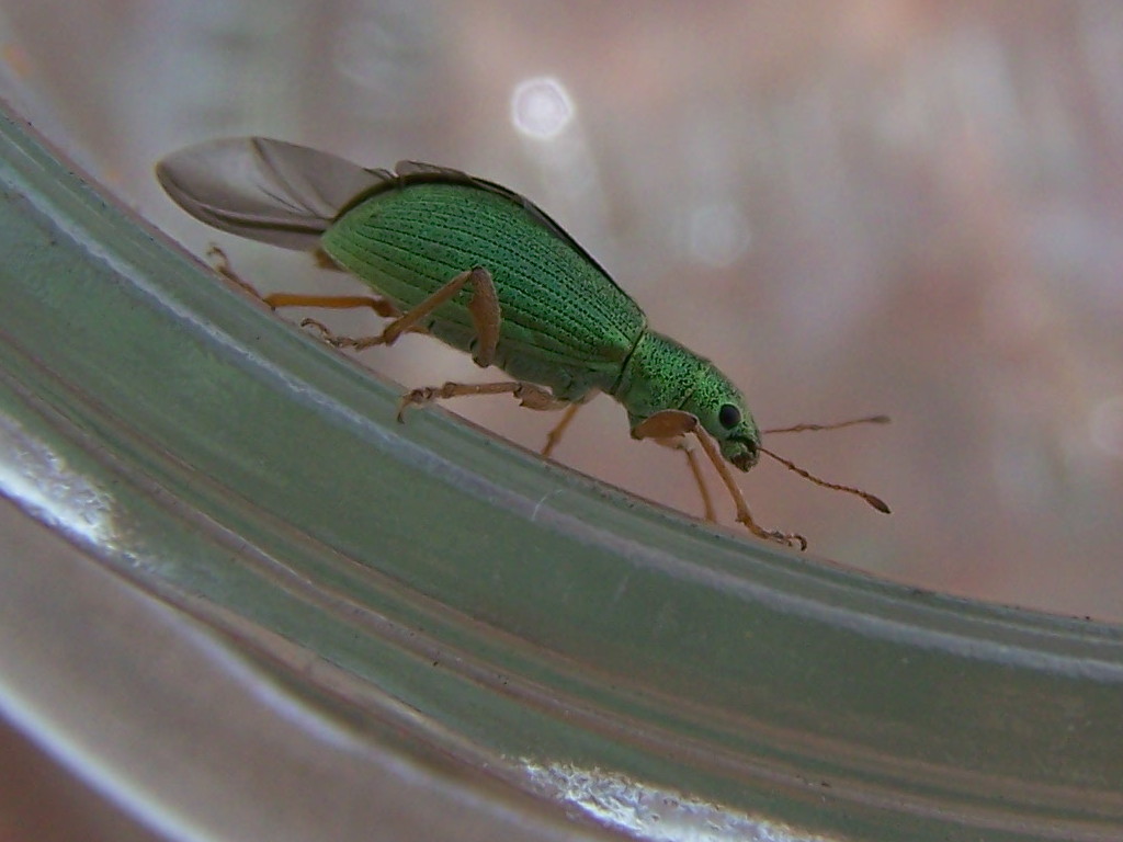 Curculionidae verde: Polydrusus sp.