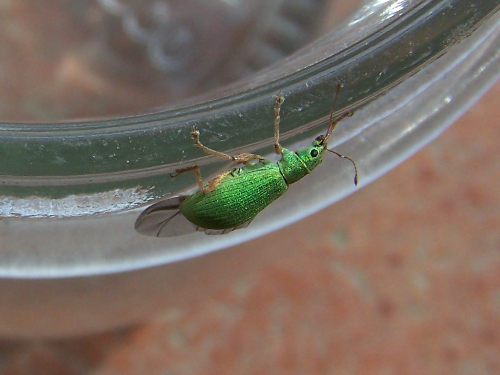 Curculionidae verde: Polydrusus sp.