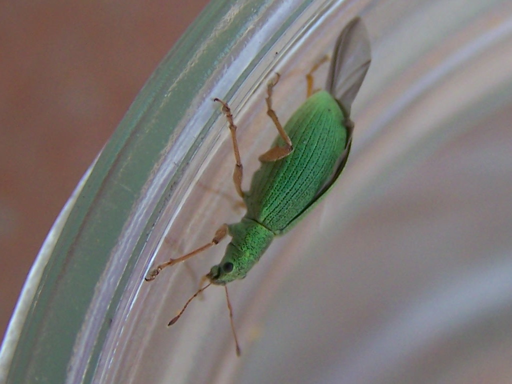 Curculionidae verde: Polydrusus sp.