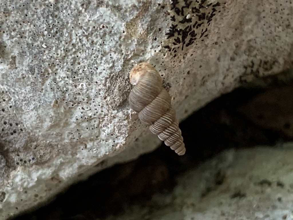 Cochlostoma cassiniacum  sul MonteGennaro