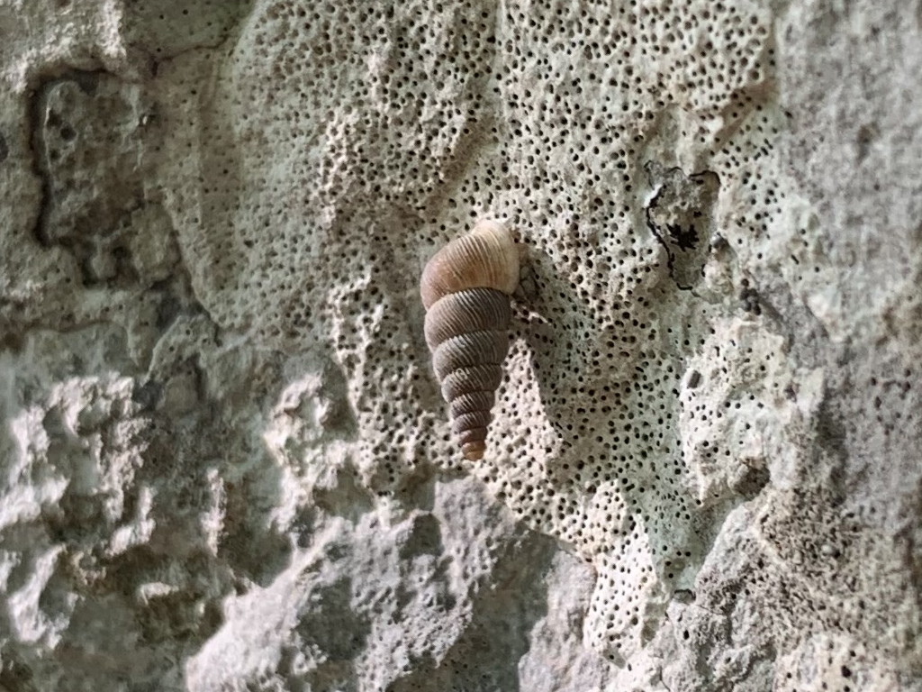 Cochlostoma cassiniacum  sul MonteGennaro