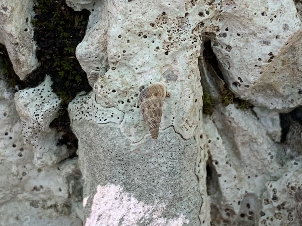 Cochlostoma cassiniacum  sul MonteGennaro