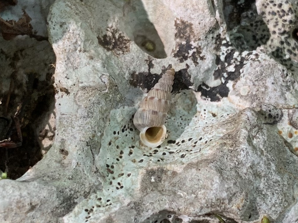 Cochlostoma cassiniacum  sul MonteGennaro