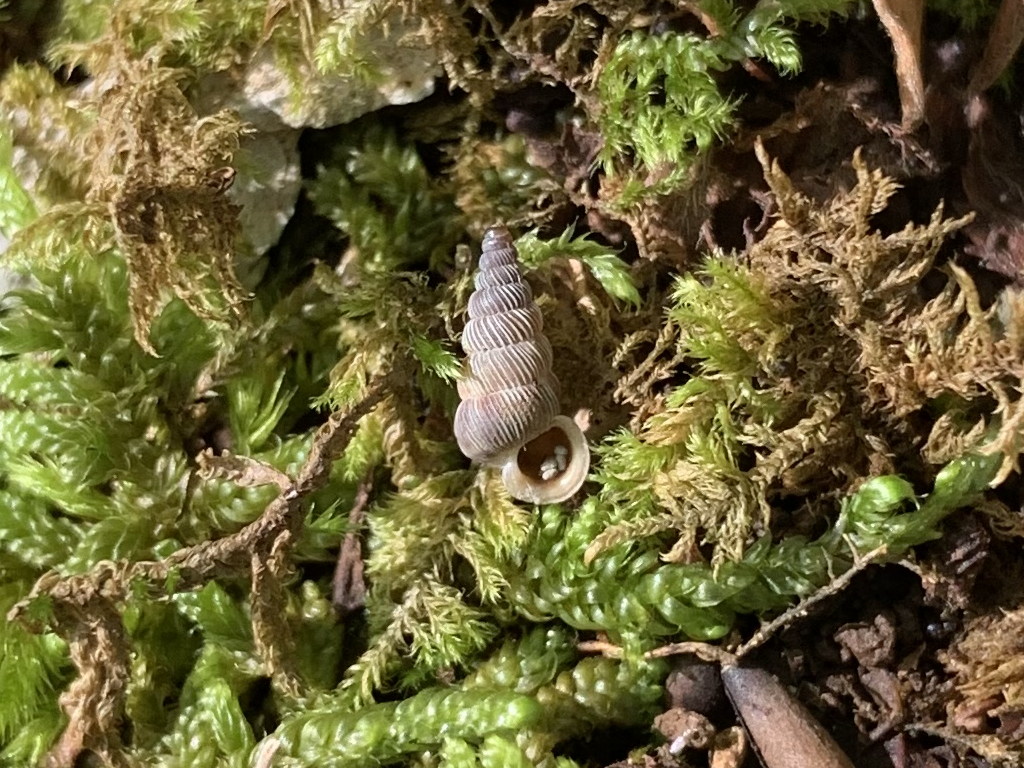 Cochlostoma cassiniacum  sul MonteGennaro