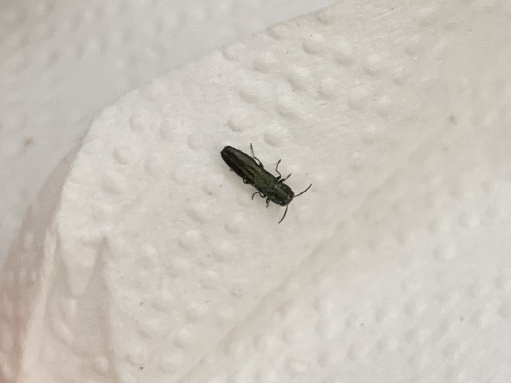 Buprestidae: Agrilus sp.