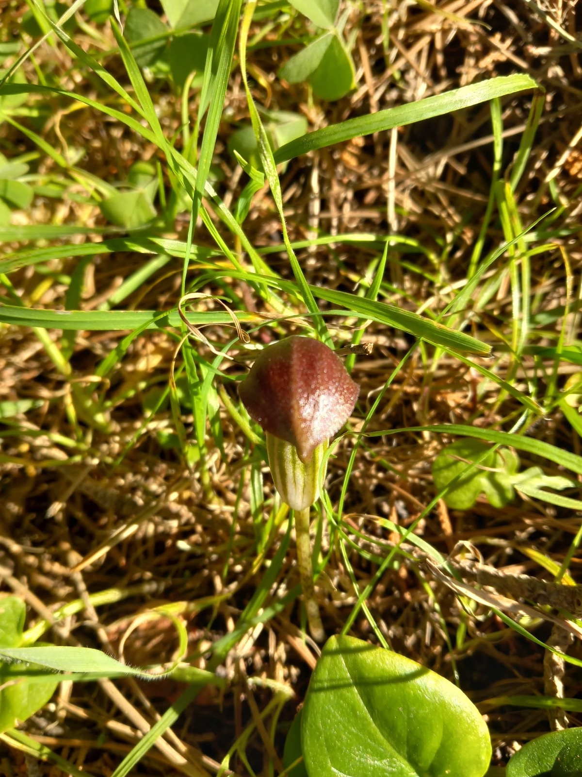 Arisarum vulgare