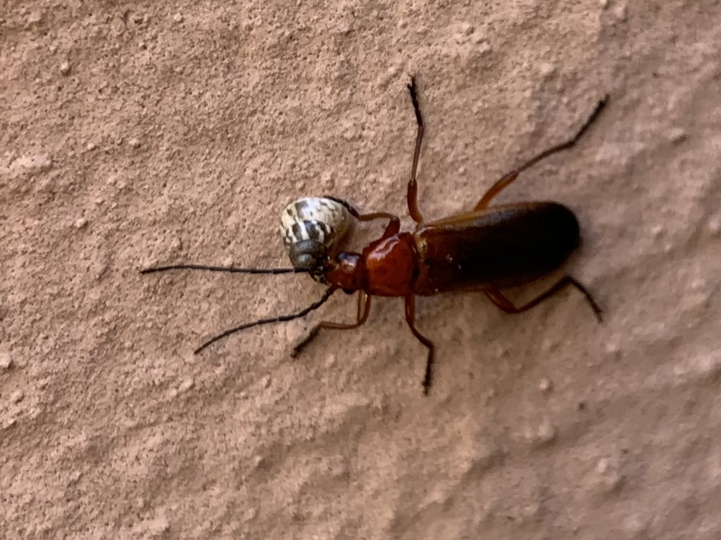 Cantharidae: Rhagonycha fulva