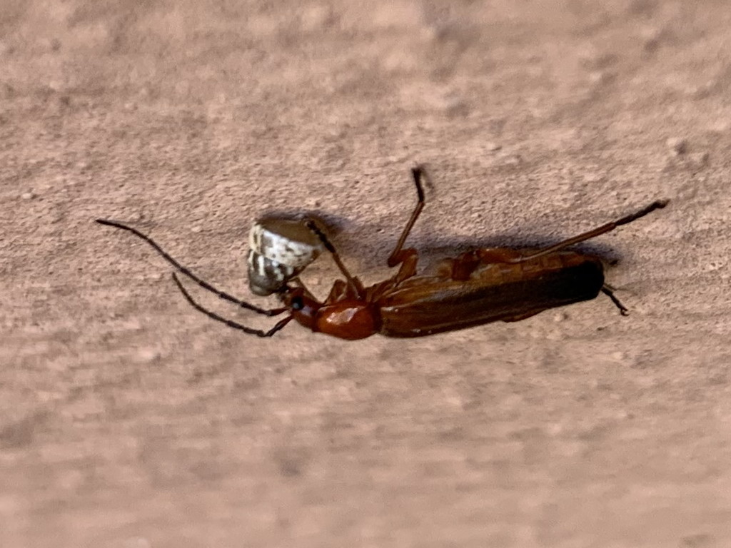 Cantharidae: Rhagonycha fulva