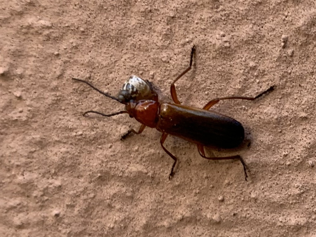 Cantharidae: Rhagonycha fulva