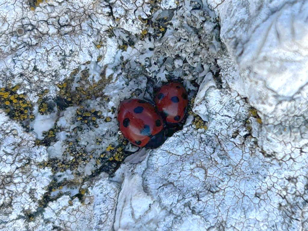 assembramento di coccinelle al pizzo pellecchia