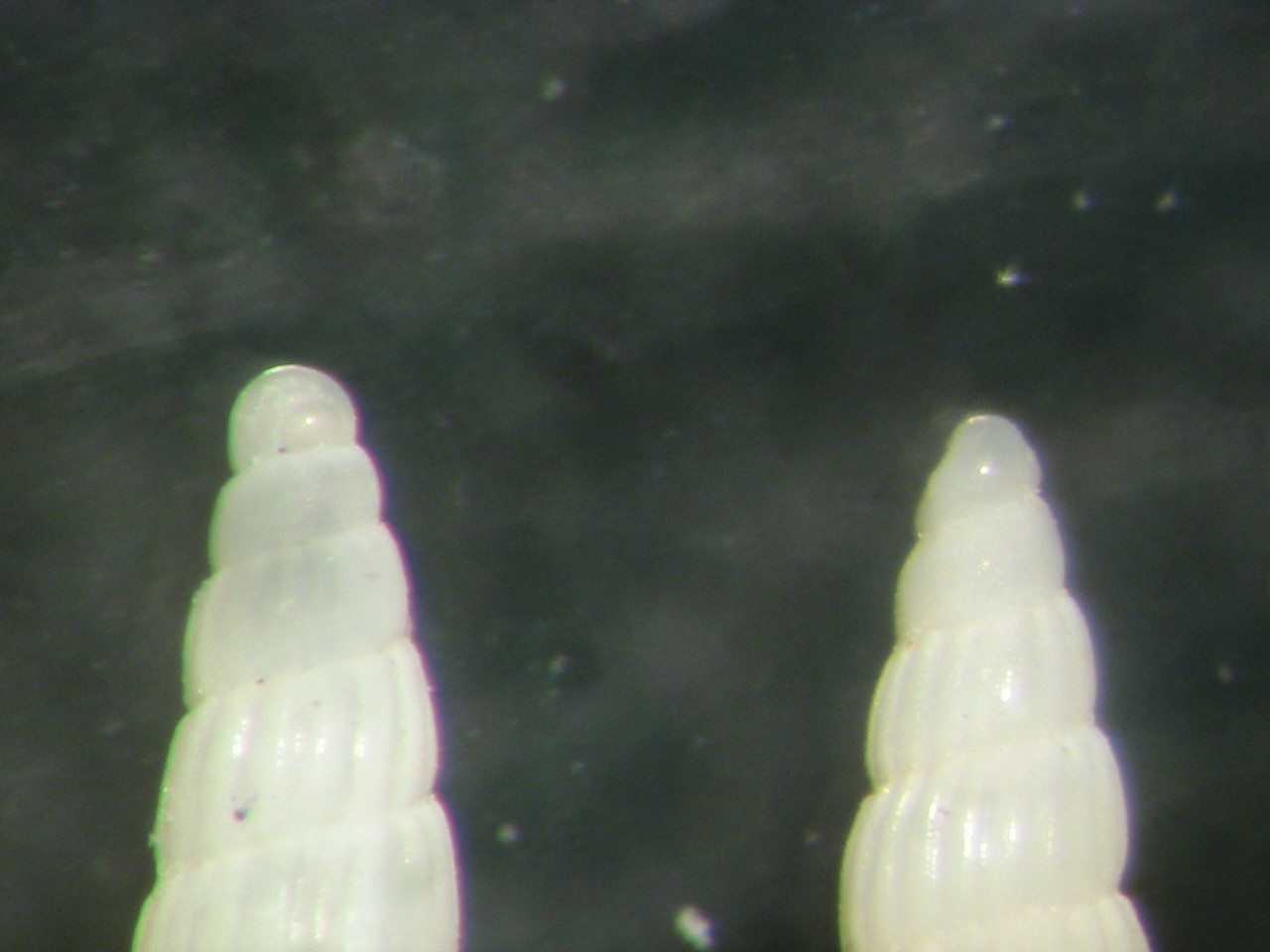 Turbonilla della Tunisia