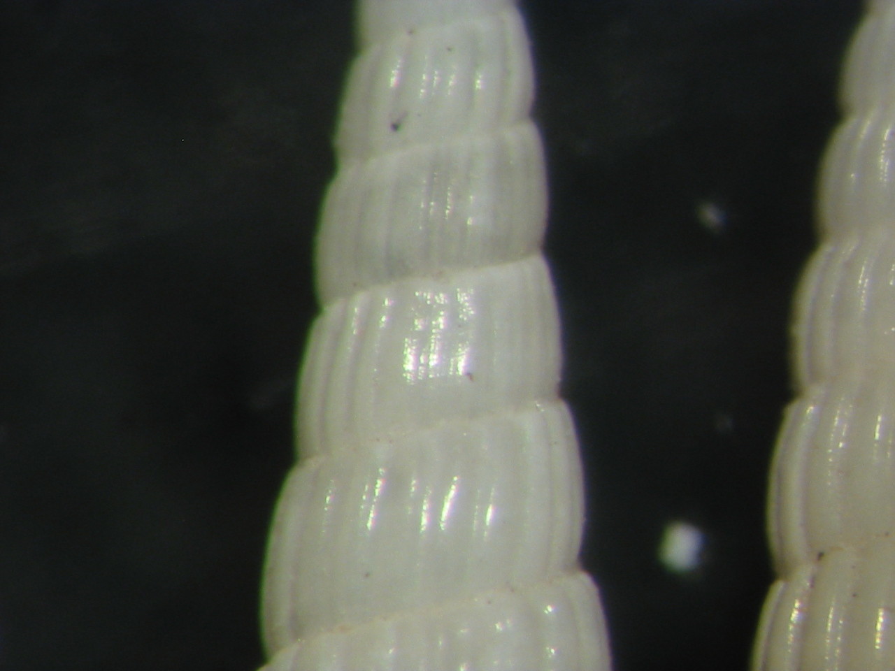 Turbonilla della Tunisia