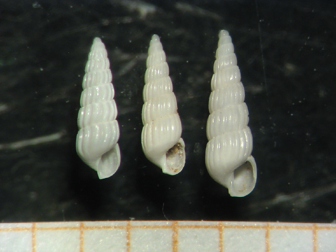 Turbonilla della Tunisia