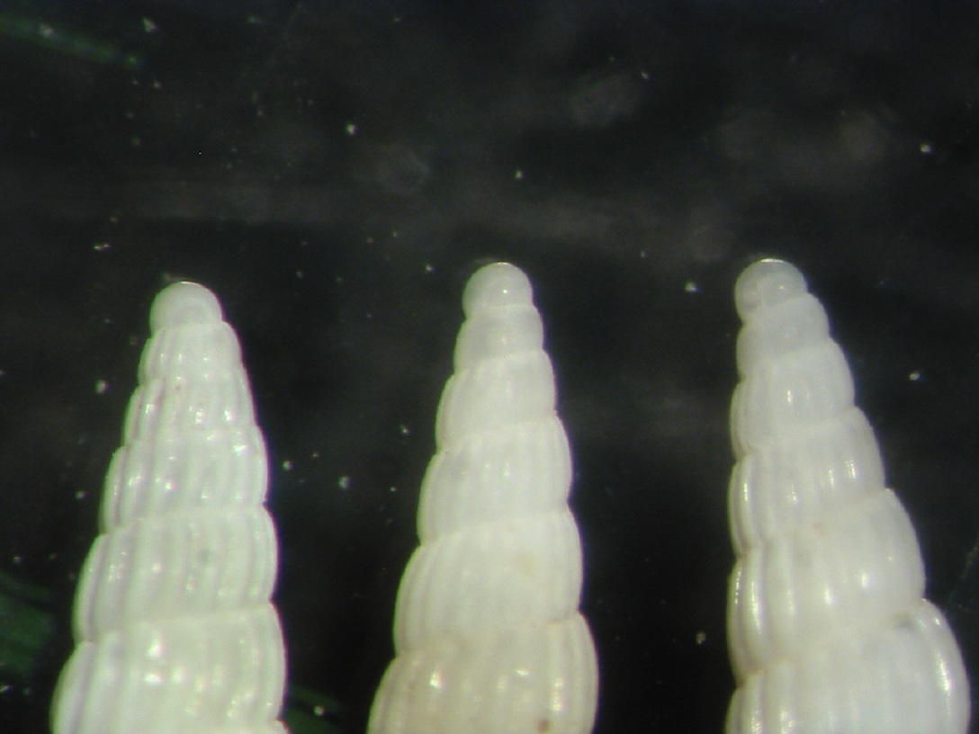 Turbonilla della Tunisia