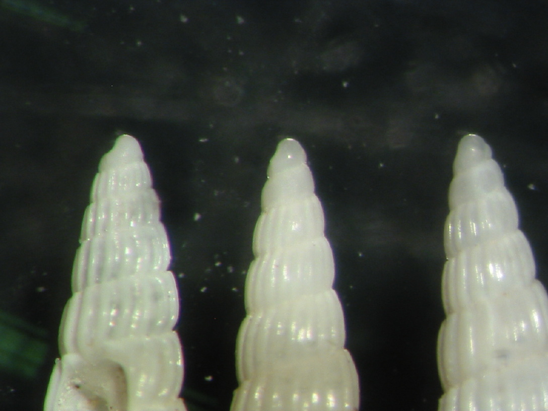 Turbonilla della Tunisia