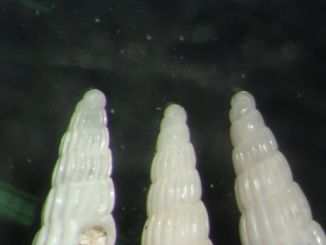 Turbonilla della Tunisia