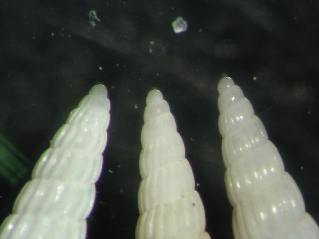 Turbonilla della Tunisia