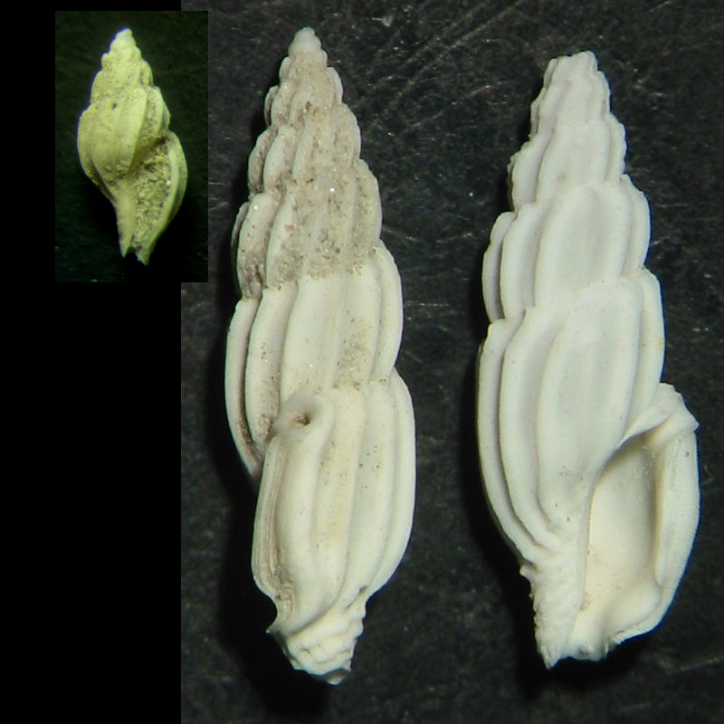 dal pliocene di Guidonia...