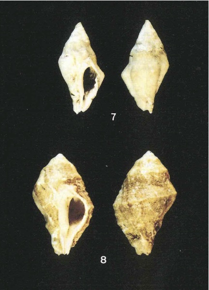 Murice (?) da determinare