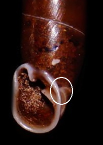 Clausiliidae2