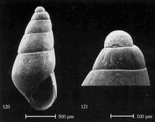 Odostomia da confermare