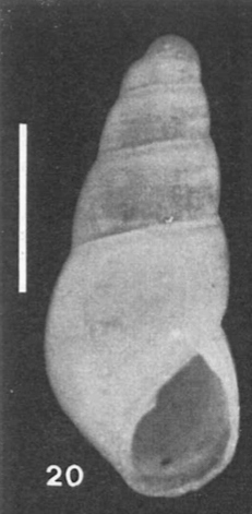 Odostomia da confermare