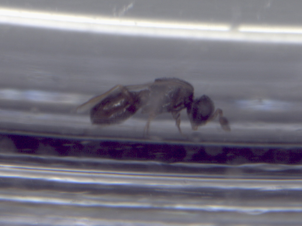 Trichogrammatidae