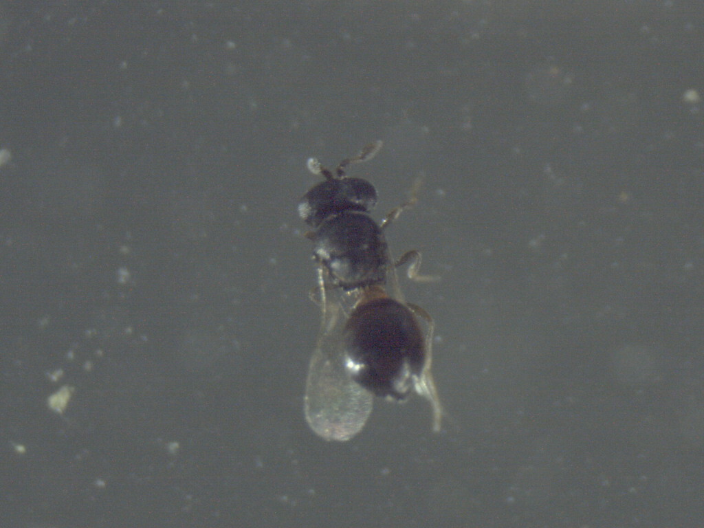 Trichogrammatidae