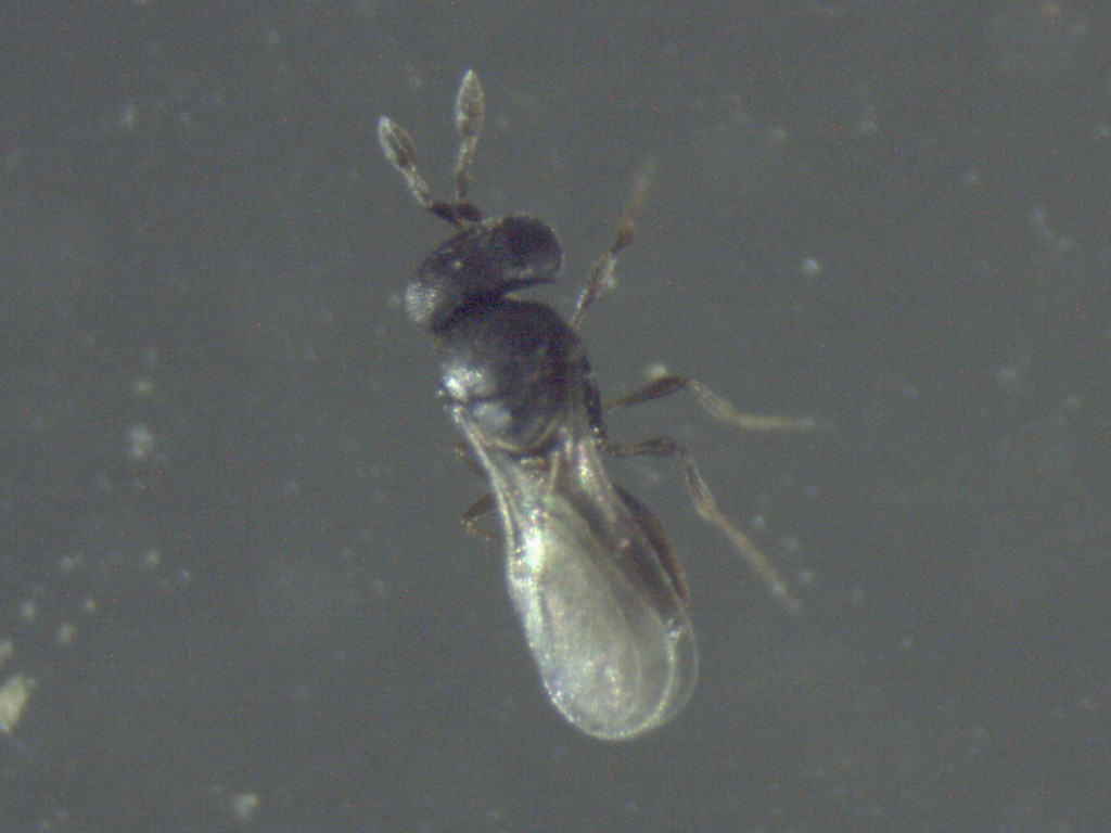 Trichogrammatidae